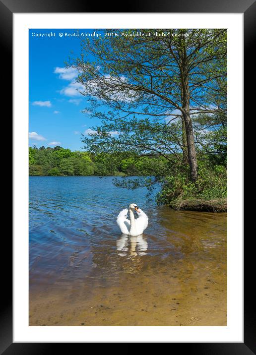 Swan lake Framed Mounted Print by Beata Aldridge