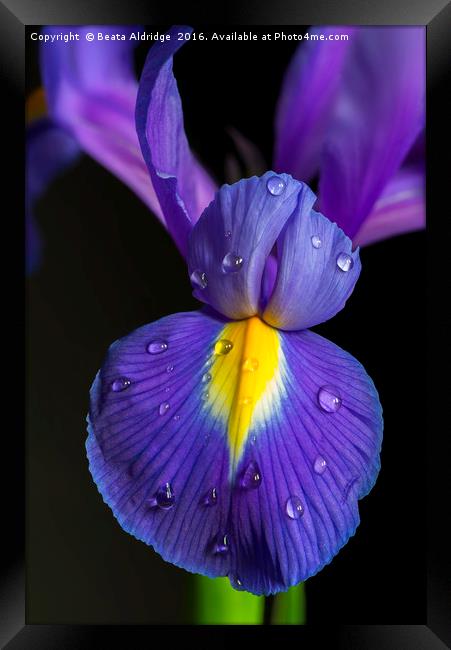 Iris flower Framed Print by Beata Aldridge