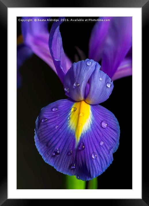 Iris flower Framed Mounted Print by Beata Aldridge