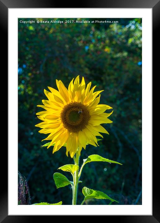Sunflower and bee  Framed Mounted Print by Beata Aldridge