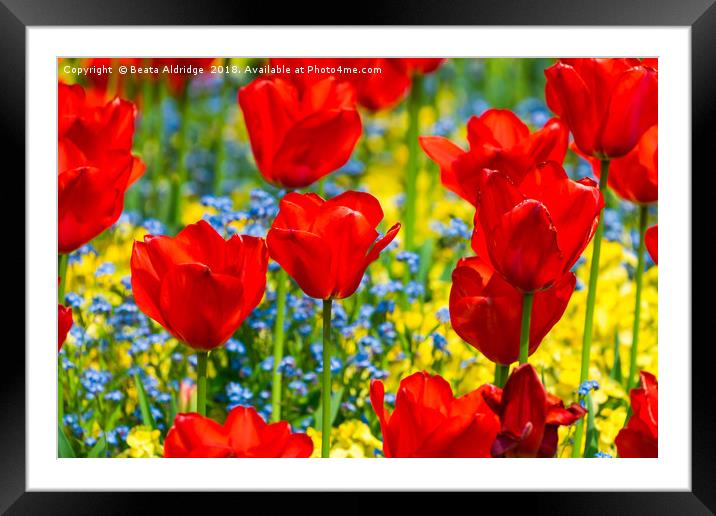 Beautiful red tulips Framed Mounted Print by Beata Aldridge