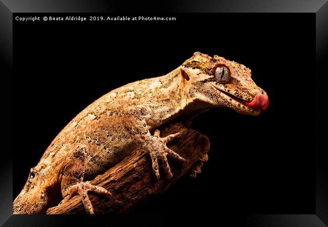 Gargoyle gecko (Rhacodactylus auriculatus) Framed Print by Beata Aldridge