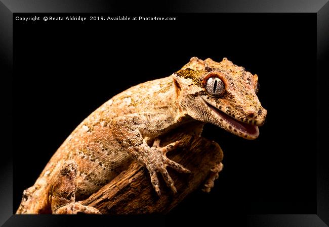 Gargoyle gecko (Rhacodactylus auriculatus) Framed Print by Beata Aldridge