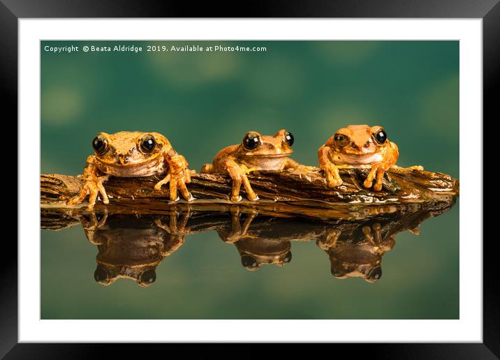 Three Peacock tree frogs (Leptopelis vermiculatus) Framed Mounted Print by Beata Aldridge