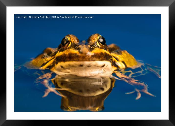Common European frog (Pelophylax kl. esculentus) Framed Mounted Print by Beata Aldridge