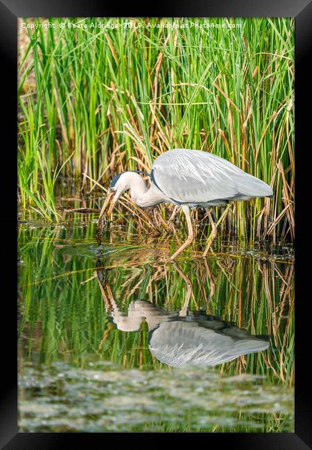 Heron's lunch Framed Print by Beata Aldridge