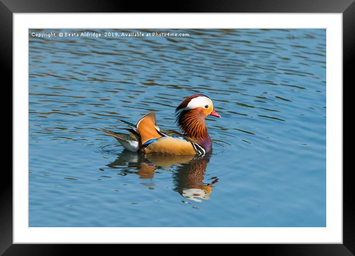 Mandarin duck (Aix galericulata). Framed Mounted Print by Beata Aldridge