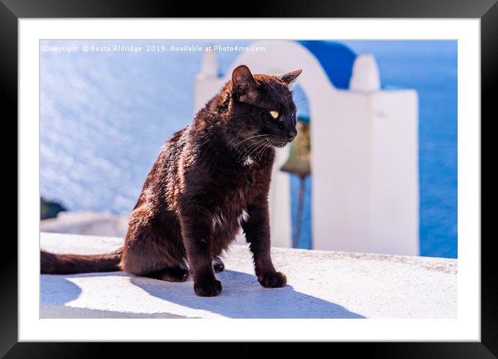 A black cat on white wall in Oia. Framed Mounted Print by Beata Aldridge