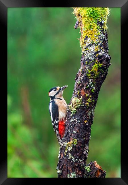 Great spotted woodpecker (Dendrocopos major Framed Print by Beata Aldridge