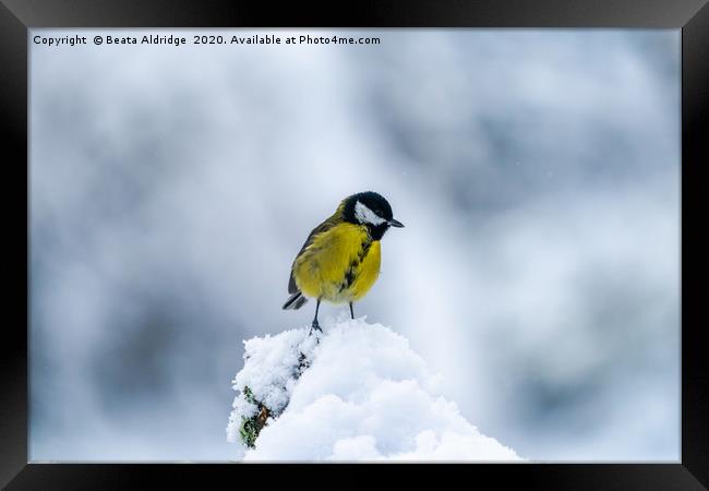 Great tit (Parus major)  Framed Print by Beata Aldridge