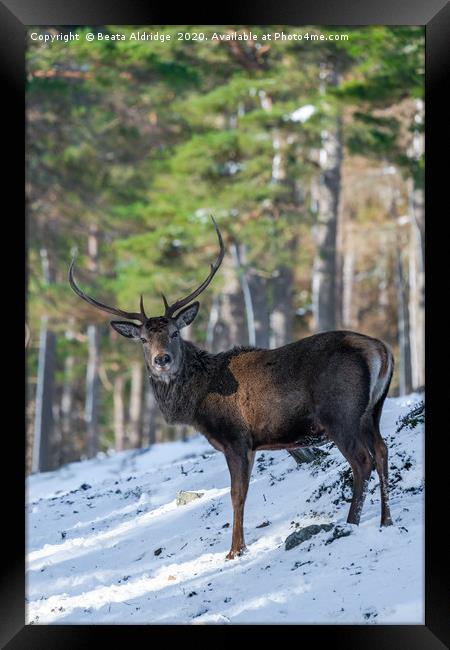 Scottish red deer stag (Cervus elaphus) Framed Print by Beata Aldridge