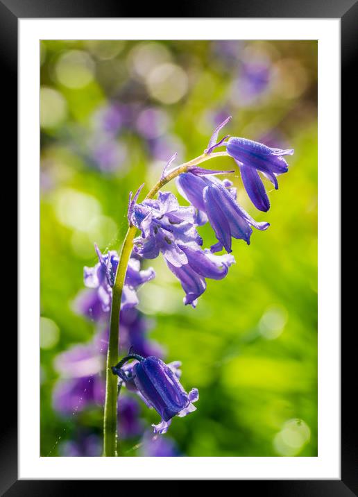 Backlit bluebell flower in spring forest Framed Mounted Print by Beata Aldridge