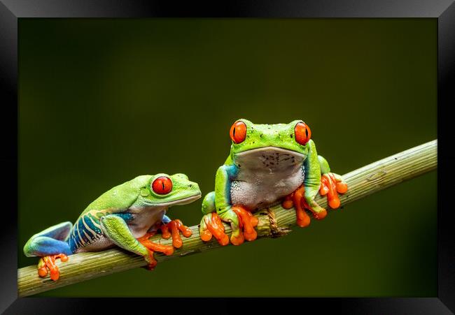 Red-eyed tree frogs Framed Print by Beata Aldridge