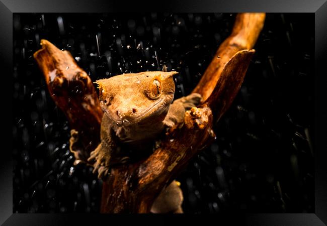 Crested gecko Framed Print by Beata Aldridge