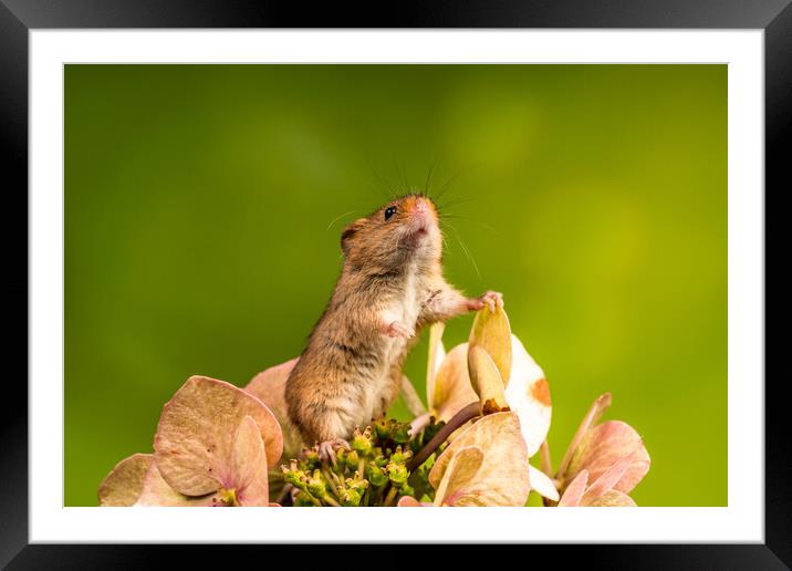 Eurasian harvest mouse (Micromys minutus) Framed Mounted Print by Beata Aldridge