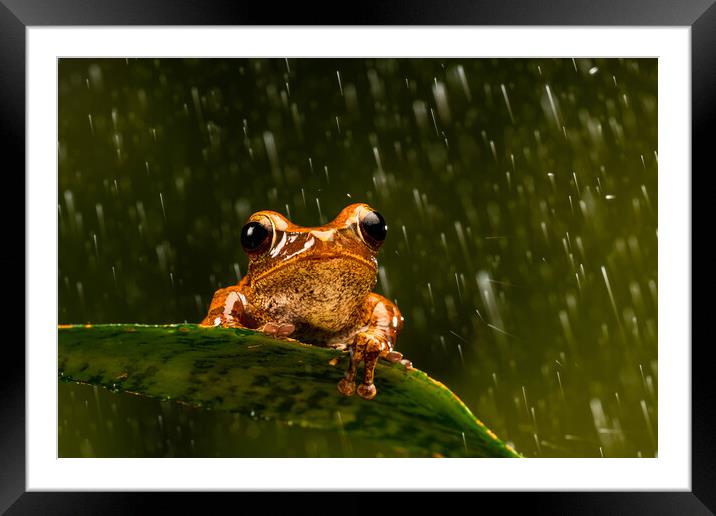 Rough Frilled Frog Framed Mounted Print by Beata Aldridge