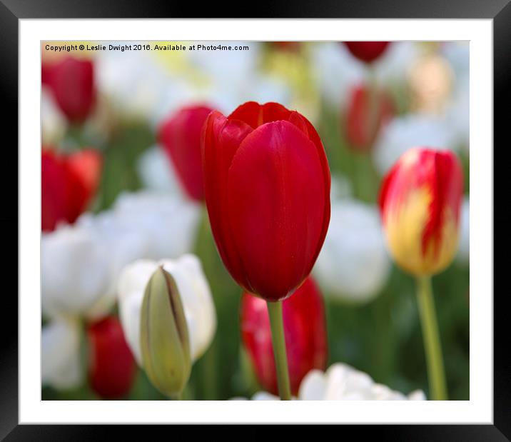  Red Tulip Framed Mounted Print by Leslie Dwight