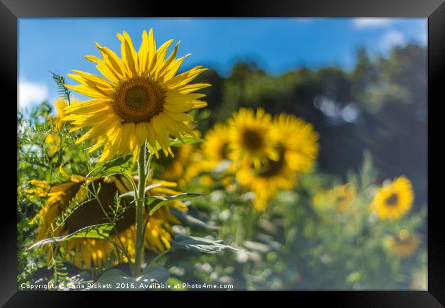 Summer Sunflowers Framed Print by Chris Pickett