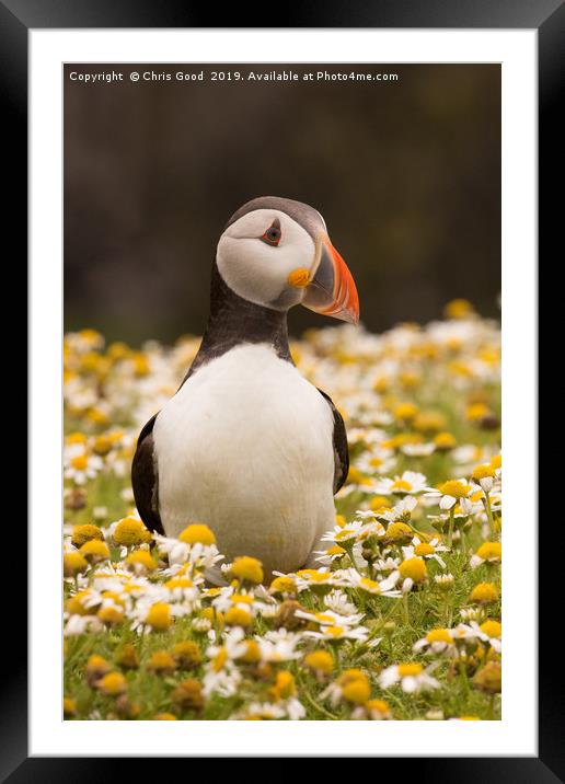 Puffin Framed Mounted Print by Chris Good
