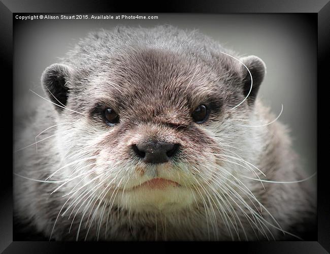  Beautiful young female otter Framed Print by Alison Stuart