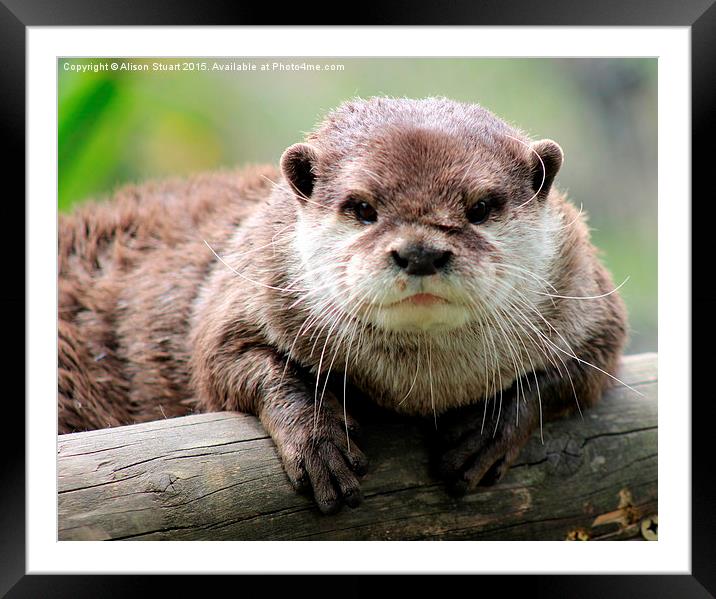  Beautiful young female otter Framed Mounted Print by Alison Stuart