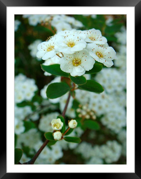 Viburnum  Framed Mounted Print by PICHI DODDS