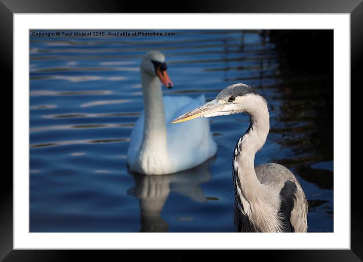   Framed Mounted Print by Paul Muscat