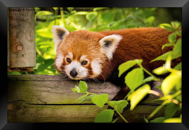  Red Panda Relaxing Framed Print by Paul Muscat