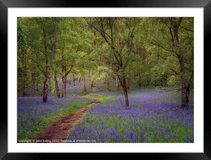 Bluebell Walk Framed Mounted Print by John Ealing