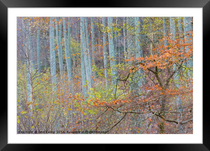 Wood for the trees Framed Mounted Print by John Ealing