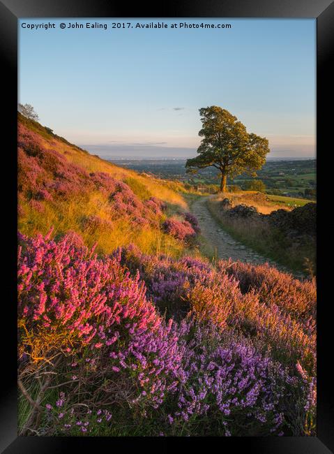 Sunset Heather Framed Print by John Ealing