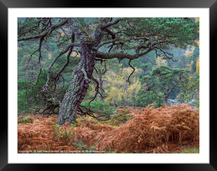 Caledonian Forest Framed Mounted Print by Iain MacDiarmid