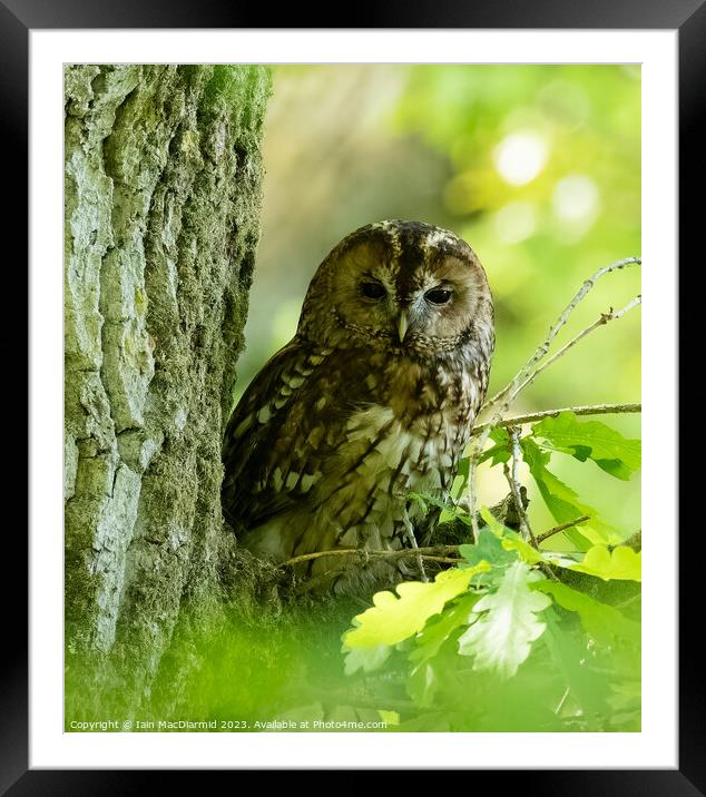 Tawny Owl Framed Mounted Print by Iain MacDiarmid