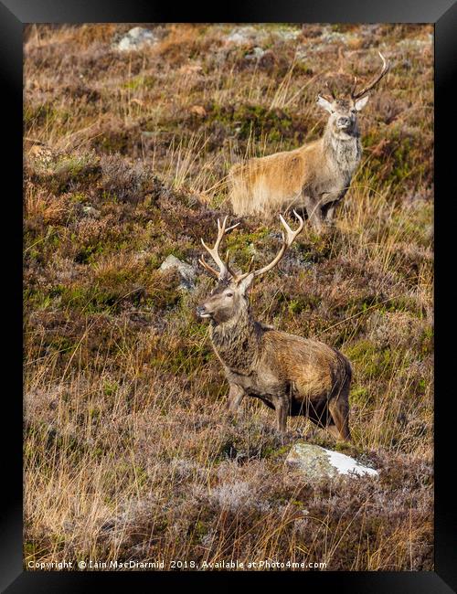 Red Deer Stags Framed Print by Iain MacDiarmid