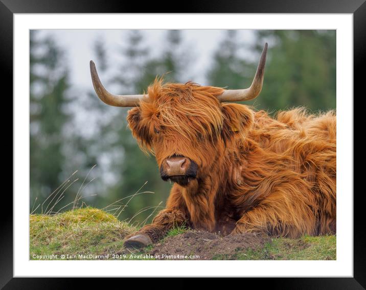 Windswept and Interesting Framed Mounted Print by Iain MacDiarmid