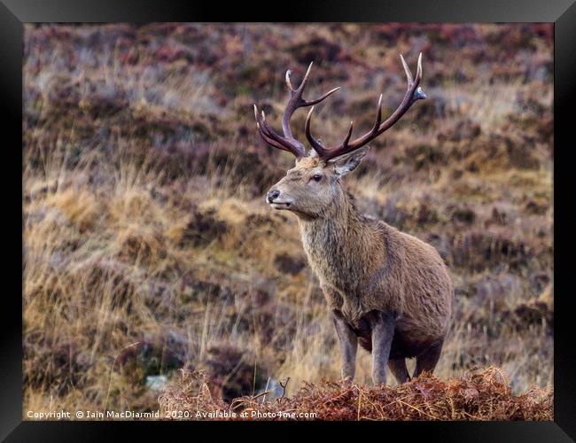 Royal Stag Framed Print by Iain MacDiarmid