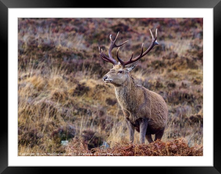 Royal Stag Framed Mounted Print by Iain MacDiarmid