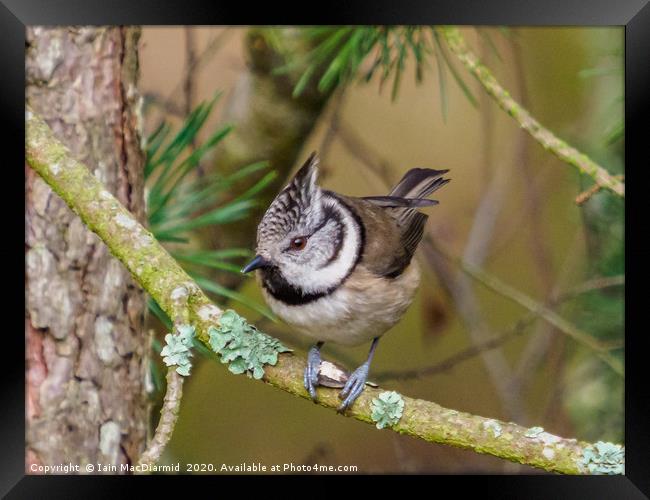 Crested Tit (Lophophanes cristatus) Framed Print by Iain MacDiarmid