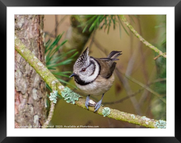 Crested Tit (Lophophanes cristatus) Framed Mounted Print by Iain MacDiarmid