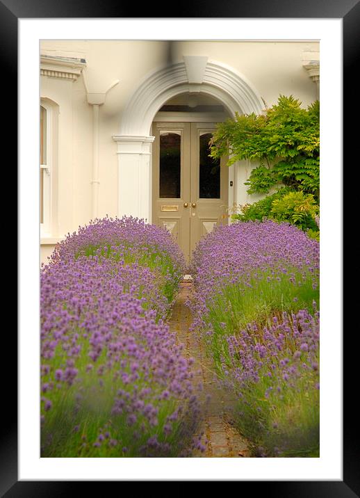  Lavender pathway Framed Mounted Print by Terry Hunt