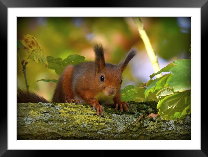 Red Squirrel  Framed Mounted Print by Terry Hunt