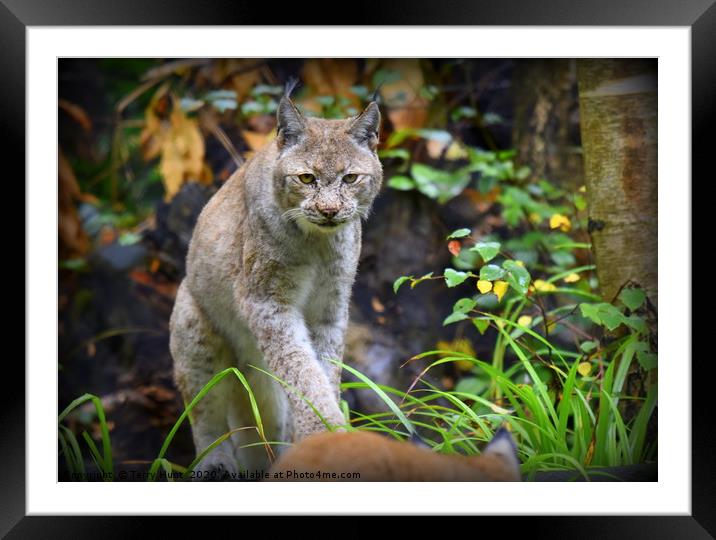 European Lynx Framed Mounted Print by Terry Hunt