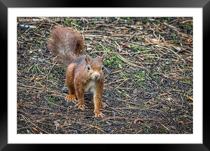  Red Squirrel Framed Mounted Print by Kevin Clelland