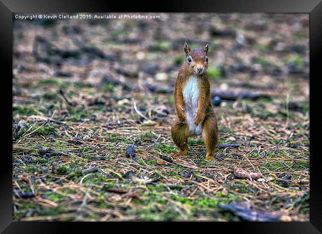  Cheeky Red Squirrel  Framed Print by Kevin Clelland