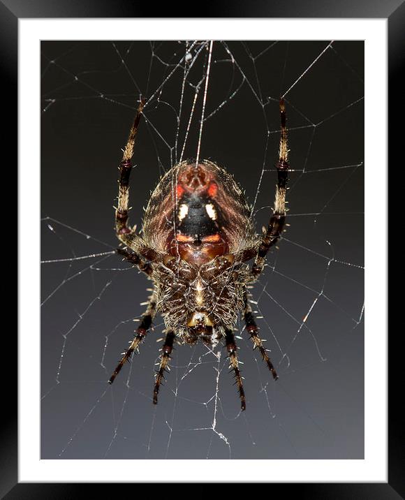  Orb Weaver Framed Mounted Print by Shawn Jeffries