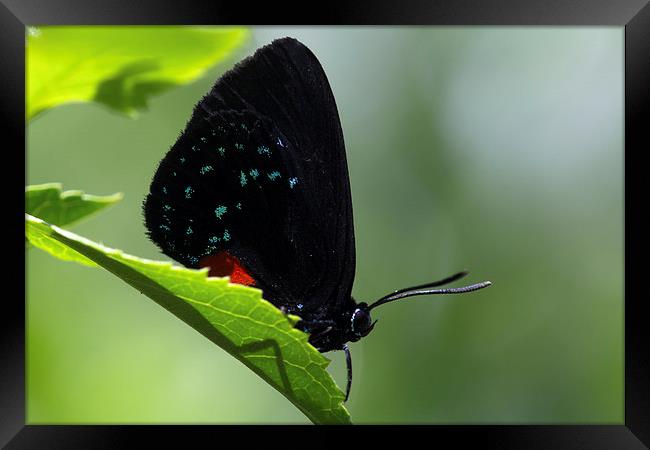  Black Butterfly Blue Spots Framed Print by Shawn Jeffries