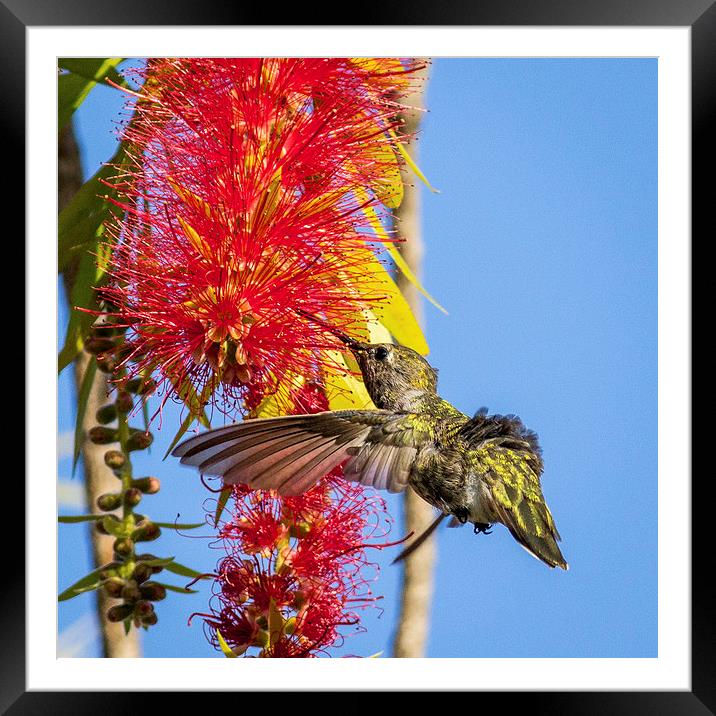  Feeding Hummingbird Framed Mounted Print by Shawn Jeffries