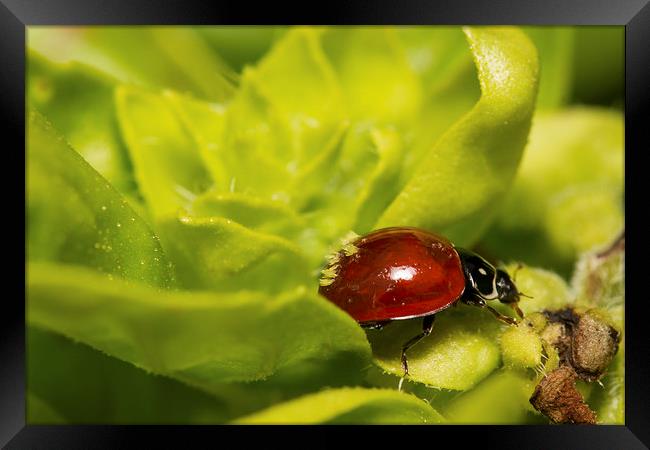  Ladybug as Host Framed Print by Shawn Jeffries