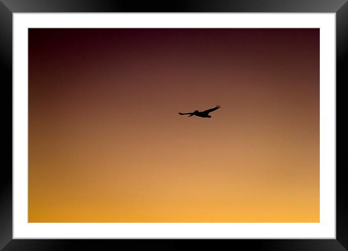  Pelican in Sihlouette  Framed Mounted Print by Shawn Jeffries