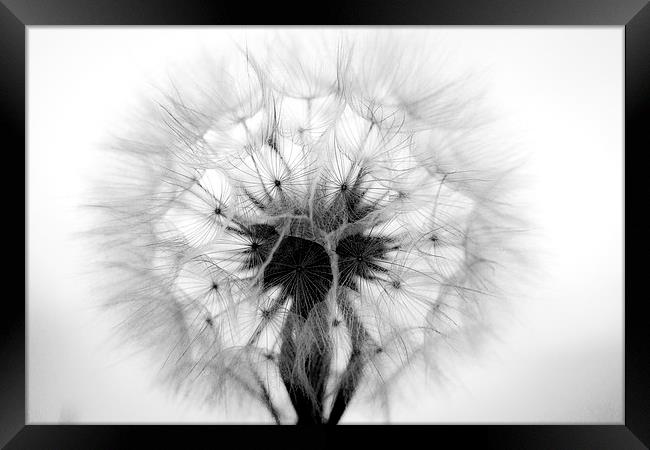  Dandelion in Mono Framed Print by Shawn Jeffries